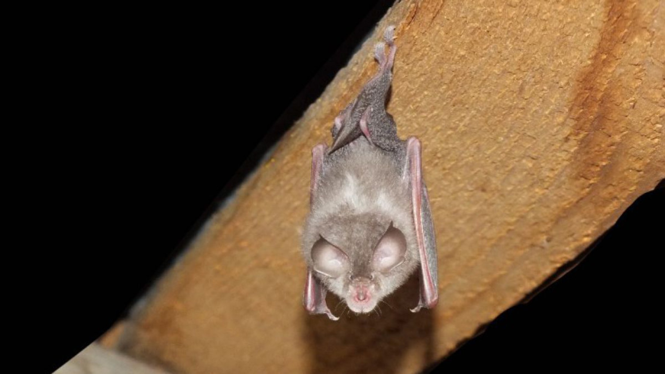 Kleine Hufeisennase h&auml;ngt auf einem Holzbrett.