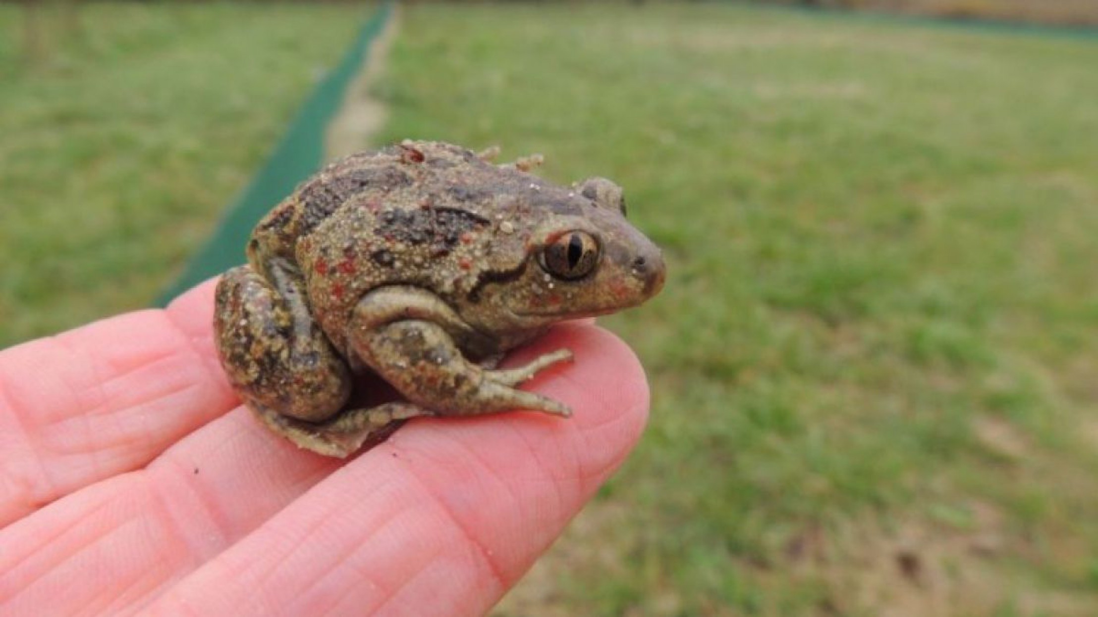 Knoblauchkroete_Ute_Nuesken