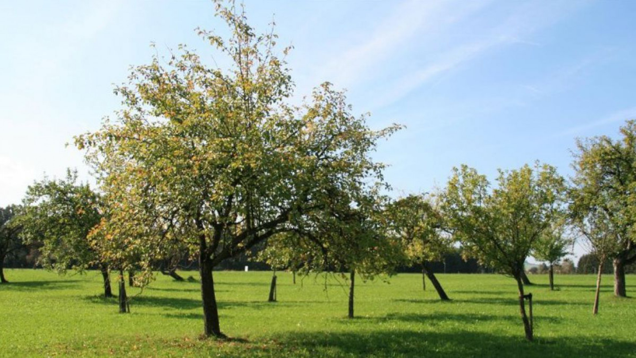 Streuobstwiese_D.Wuerthner