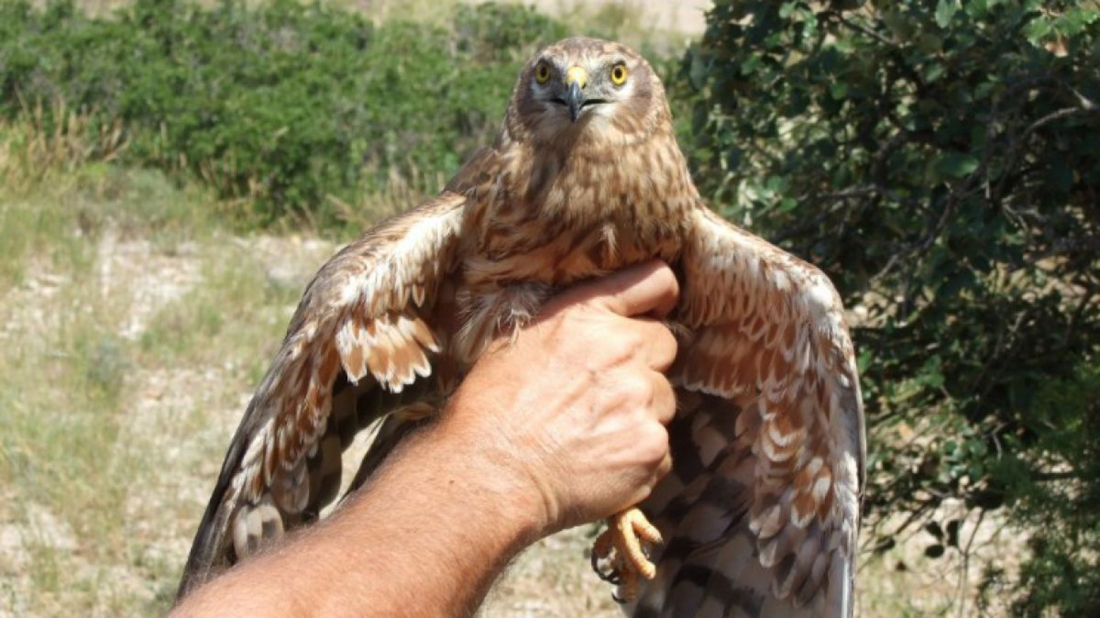 Wiesenweihe_raoulduke47