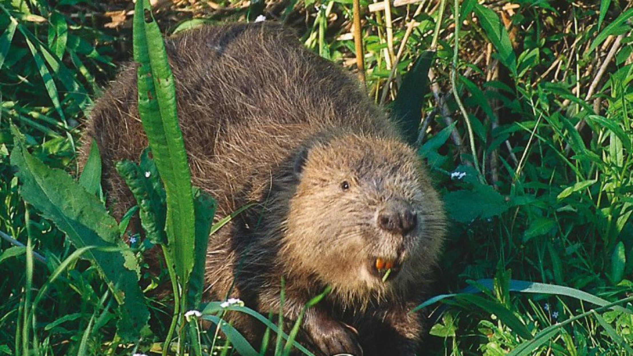 Der Biber kann mit seinen Nagez&auml;hnen Weichholzb&auml;ume f&auml;llen.