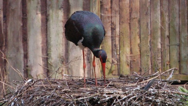 Der Schwarzstorch ist eines der Highlights im Naturschutzgebiet Rauchbuchberg.