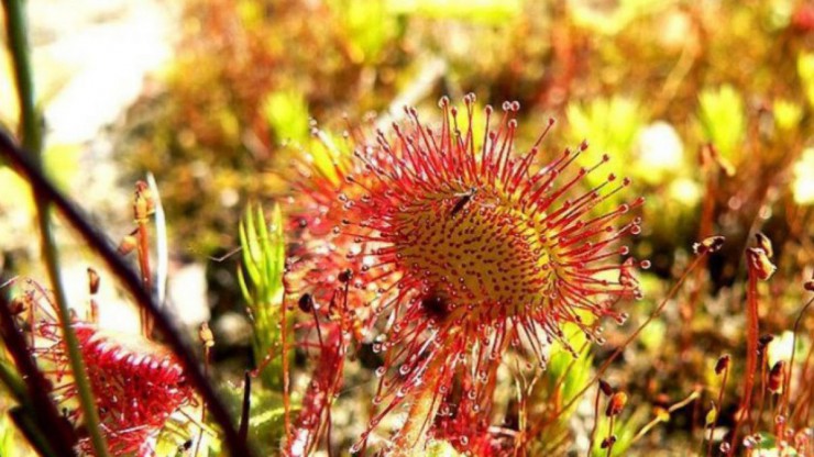 rundblättriger Sonnentau