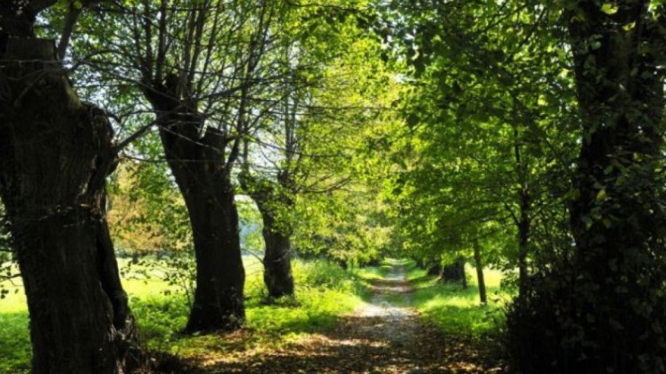 mannersdorfer_wueste