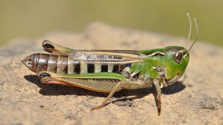 schwarzfleckiger_Grashuepfer