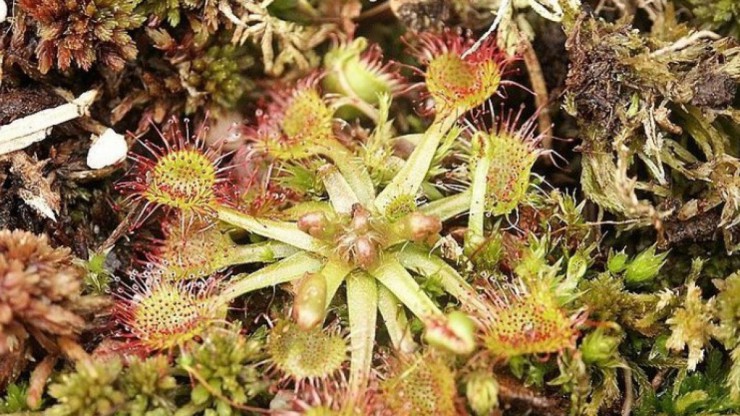 Der Sonnentau verzaubert mit seiner besonderen Form und ausgefallenen Farbe.