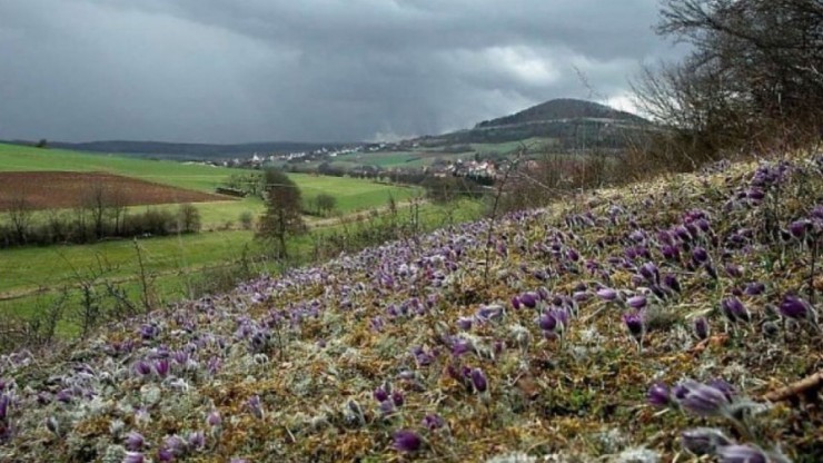 Trockenrasen sind vereinzelt rund um den Hundsheimerberg zu finden.