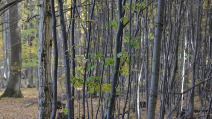 HerbstimWienerwald_Osterkorn