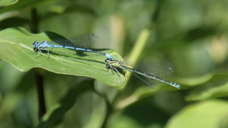 Libellen-blau-Wuerthner