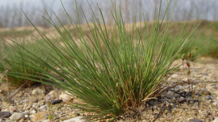 Silbergras_H.Wiesbauer