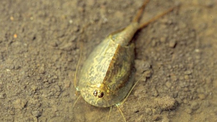 UrzeitkrebsTriops_Walter_Hoedl