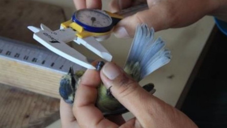 kVogel-Vermessung_K.Brandstetter