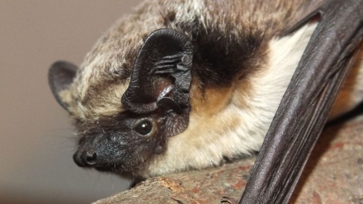 Zweifarbfledermaus_Katharina_Buerger
