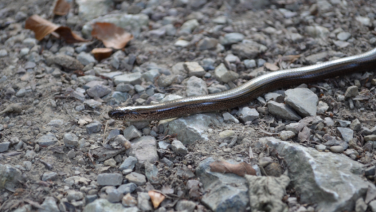 Die Blindschleiche ist eine Eidechse.