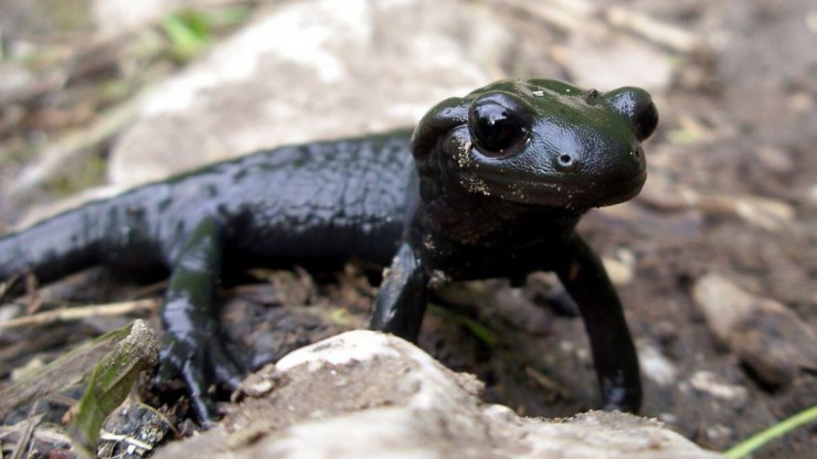 Der Alpensalamander ist fast schwarz. 