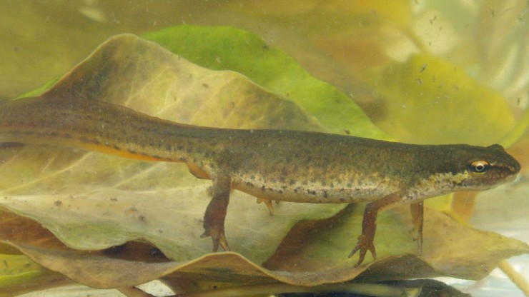 Der Teichmolch ist die kleinste heimische Molchart.