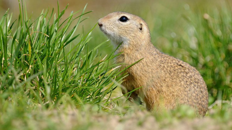 Das Ziesel kann bis zu 25 cm gro&szlig; werden.