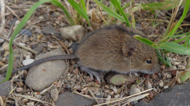 Die Birkenmaus wird bis zu 75 mm gro&szlig;. 