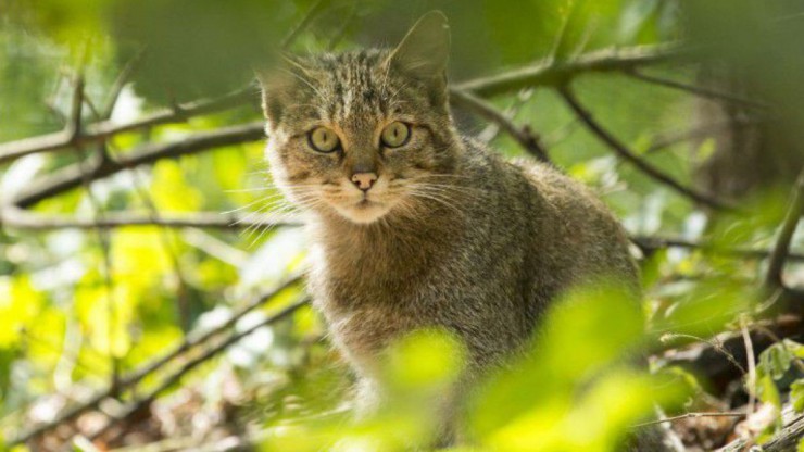 Die Wildkatze galt in Nieder&ouml;sterreich bereits als ausgestorben.