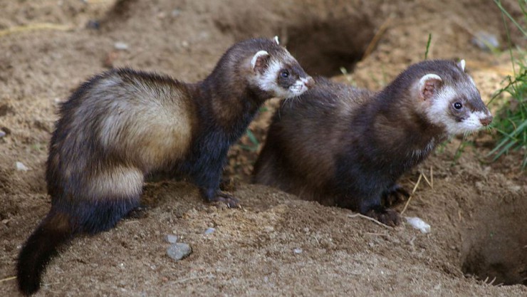 Der europ&auml;ische Iltis erreicht eine Gr&ouml;&szlig;e von bis zu 45 cm. 