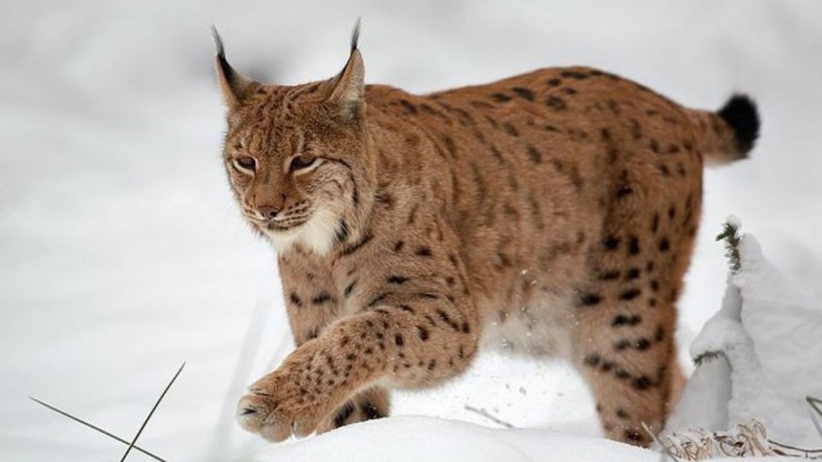 Die Ohren des Luchses haben charakteristische pinself&ouml;rmige Haare. 