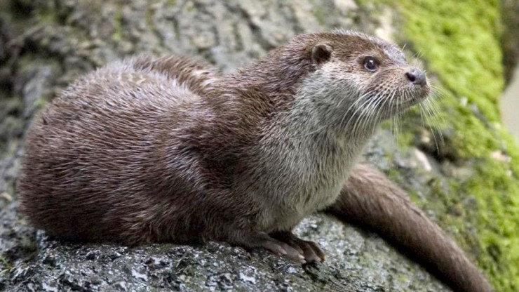 Der Fischotter ist ein hervorragender Schwimmer.