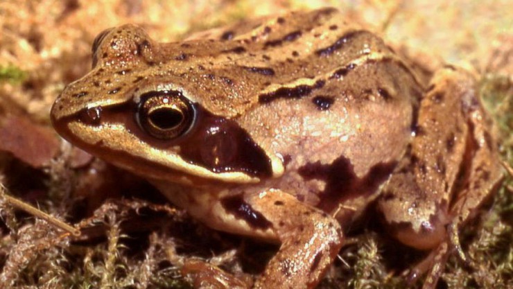 Der Moorfrosch ist ein relativ kurzbeiniger Braunfrosch.