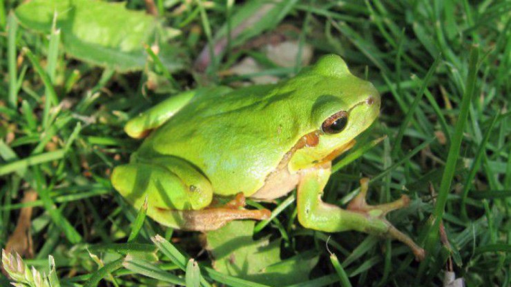 Der Laubbfrosch hat eine auff&auml;llig gr&uuml;ne F&auml;rbung.