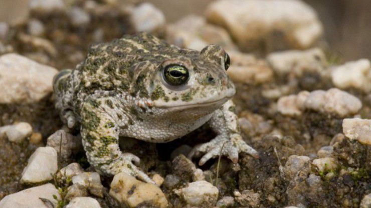 Die Kreuzkr&ouml;te ist &auml;u&szlig;erst selten, kommt allerdings in der N&auml;he von Gm&uuml;nd vor.