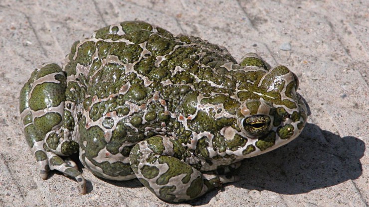 Die Wechselkr&ouml;te 