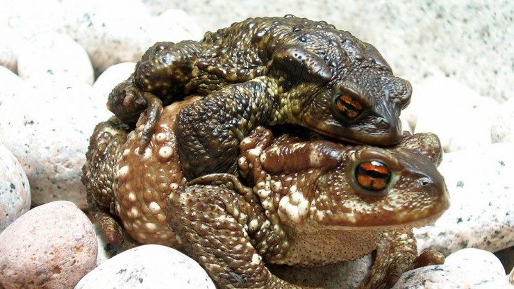 Die Erdkr&ouml;te ist die gr&ouml;&szlig;te Kr&ouml;tenart in &Ouml;sterreich. 