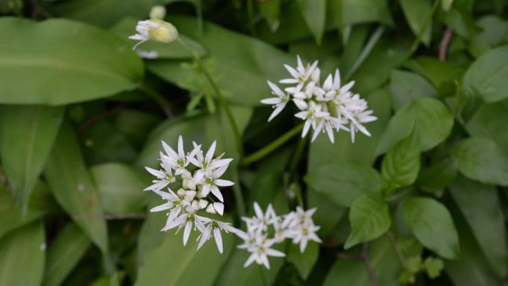 B&auml;rlauch ist eine essbare Pflanze.