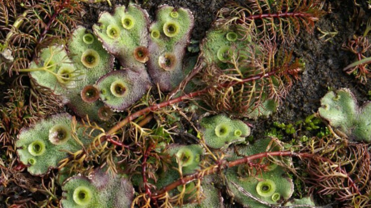 Brunnenlebermoos_Quelle_WolfgangVonBrackel