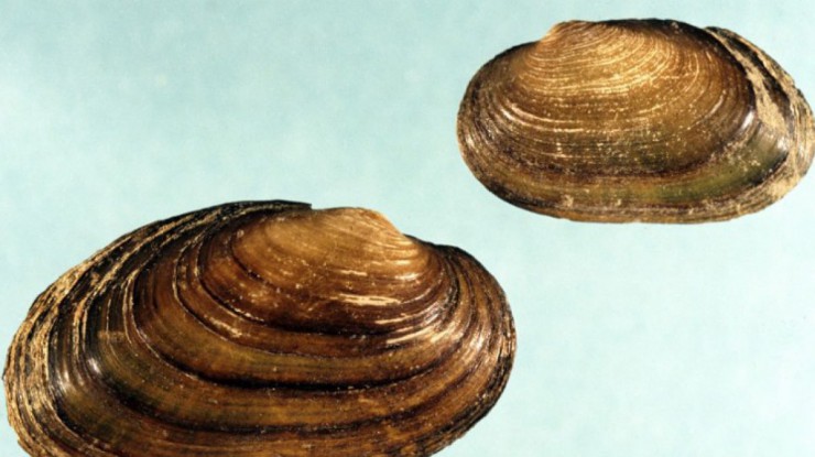 Flussmuschel_Quelle_RobertPatzner