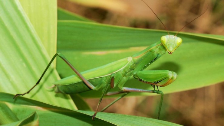 Mantid_August_2007-2