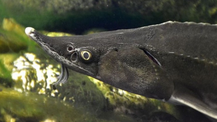 Der Sterlet ist Fisch des Jahres 2014.