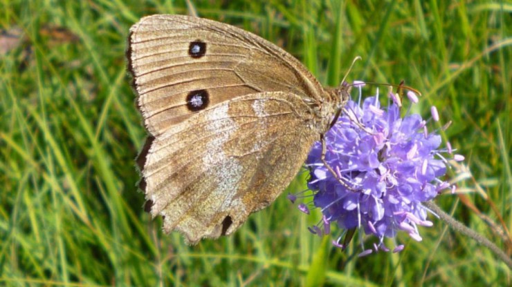 TeufelsabbissmitBlaukernauge_BiancaBurtscher