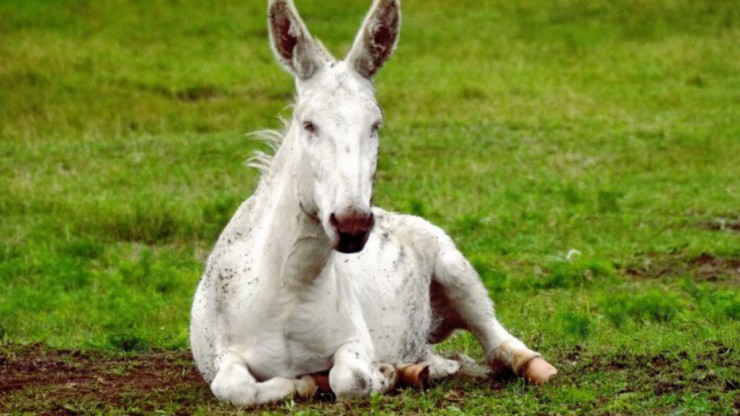 Der Barockesel wurde zum Nutztier des Jahres (2017 und 2018) gew&auml;hlt.