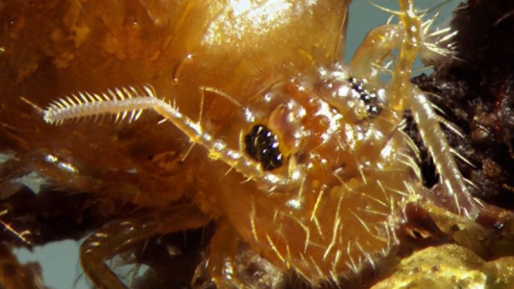 dunkelbraunerkugelspringer_andreasstarkampyxverlag