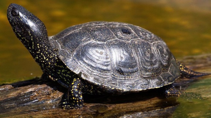 europaeische_sumpfschildkroete_nationalparkdonauauen_schneider