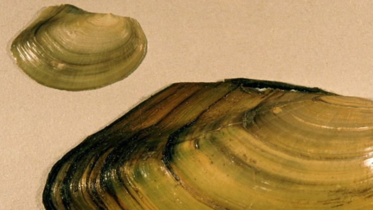 grosseteichmuschel_rapatzner