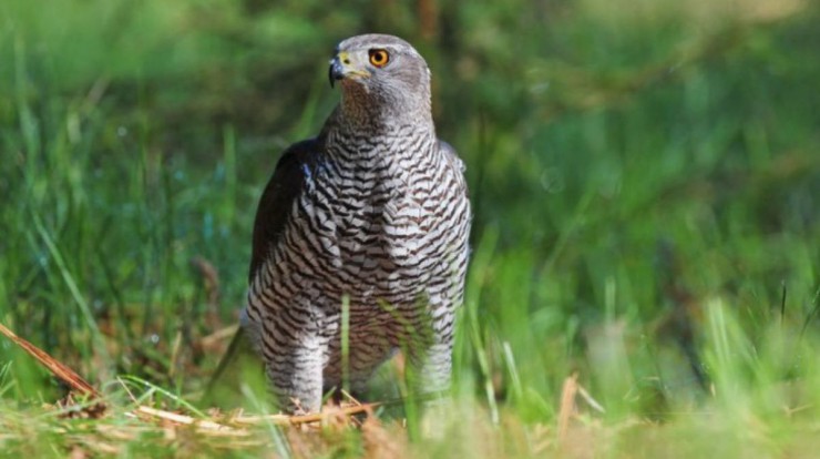 habicht_Fotolia_66418762_S_Soru_Epotok