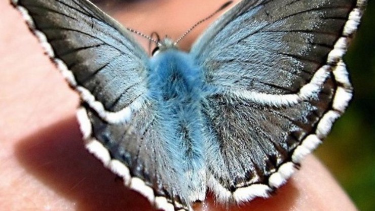 silbergruenerblaeuling