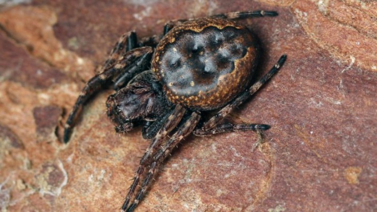 spaltenkreuzspinne_c_paulmariannewoutershoremans