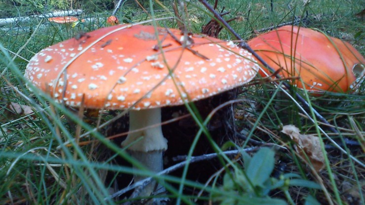 Der Fliegenpilz ist giftig und nicht zum Verzehr geeignet.