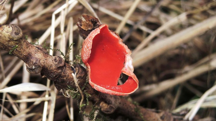 Der Scharlachrote Becherling w&auml;chst auf Laubbaum&auml;sten. 