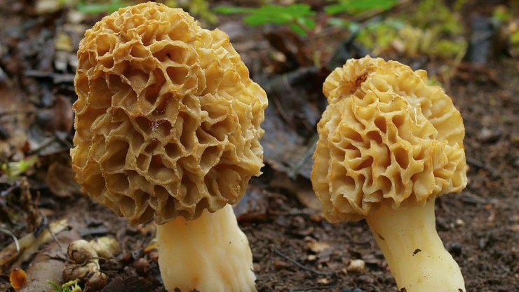 Die Speisemorchel w&auml;chst h&auml;ufig unter Laubb&auml;umen.