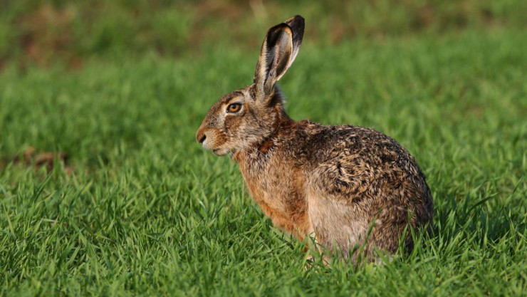 Der Feldhase ist das Tier des Jahres 2015.