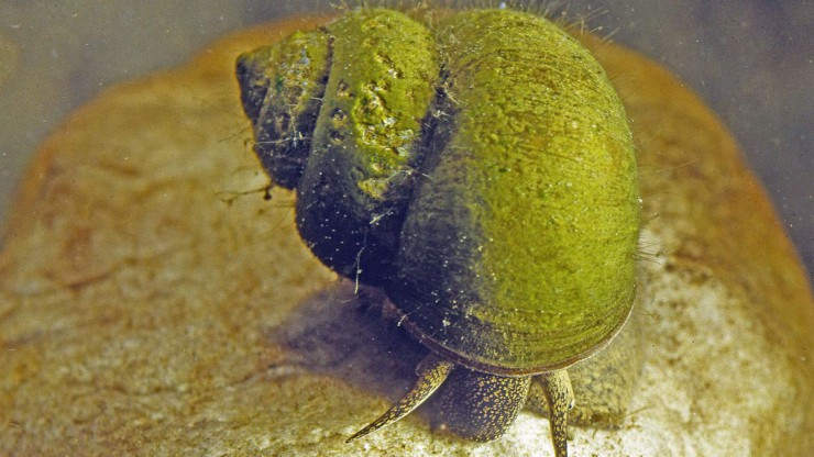 Die Sumpdeckelschnecke ist das Weichtier des Jahres.