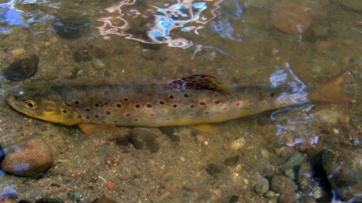 Die Seeforelle ist der Fisch des Jahres 2013. 